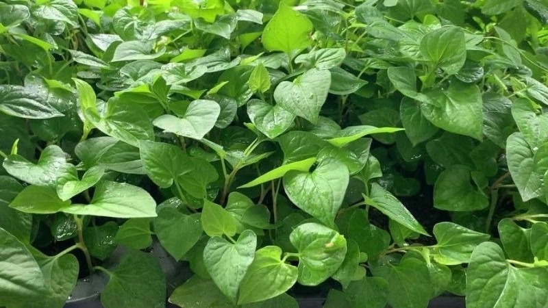 Mẹo dân gian chữa ho cho trẻ sơ sinh đơn giản