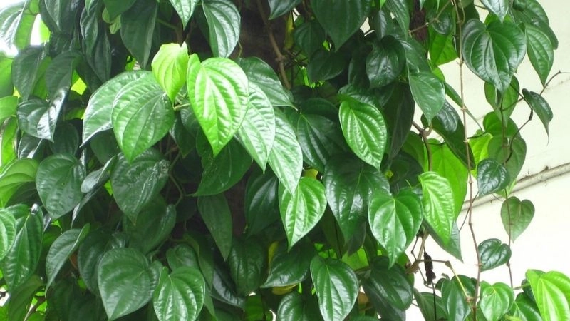Mẹo dân gian chữa vặn mình cho trẻ sơ sinh an toàn