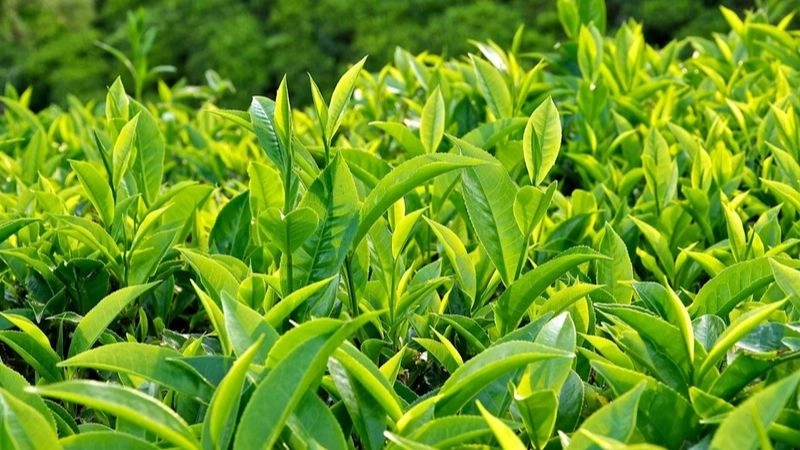 Mẹo dân gian trị hăm cho trẻ đơn giản dễ áp dụng