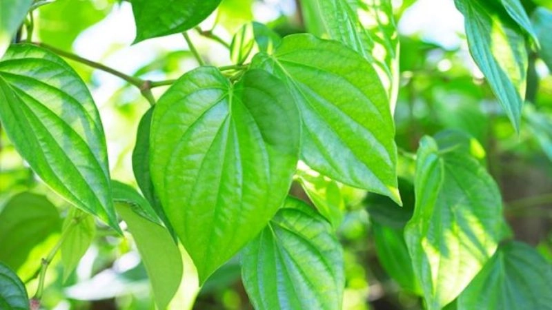 Mẹo dân gian giúp trẻ hết vặn mình an toàn tự nhiên