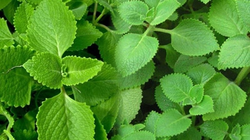 Mẹo dân gian trị sổ mũi cho trẻ được tin dùng lâu nay