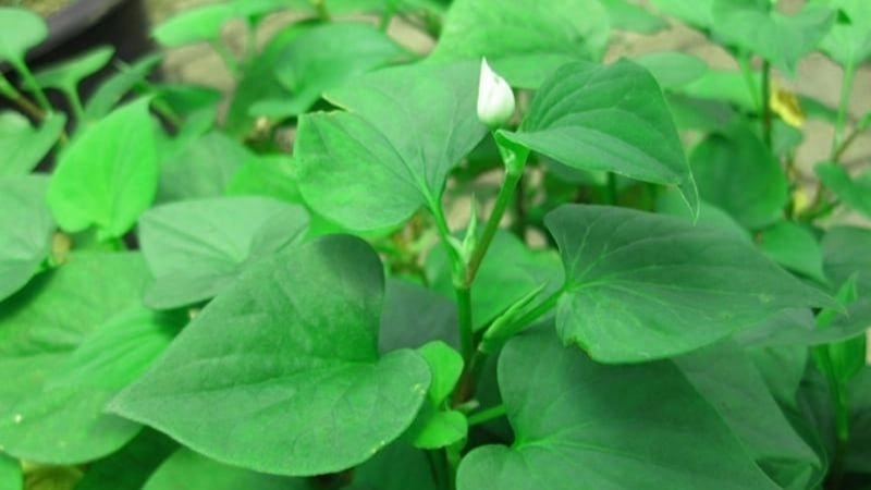 Mẹo dân gian chữa sốt cho trẻ mẹ nên áp dụng ngay