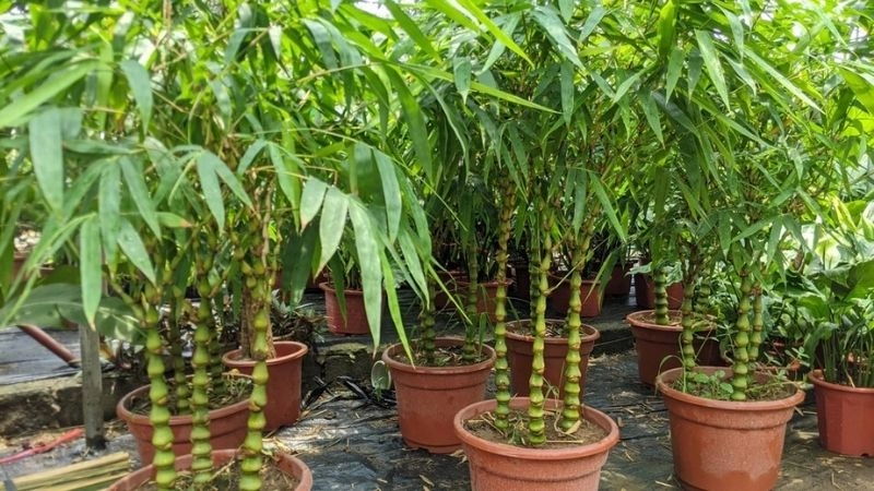 Mẹo dân gian giúp trẻ hết khóc đêm mẹ nên biết sớm