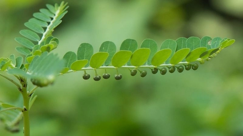 Mẹo dân gian trị táo bón cho trẻ từ kinh nghiệm xưa