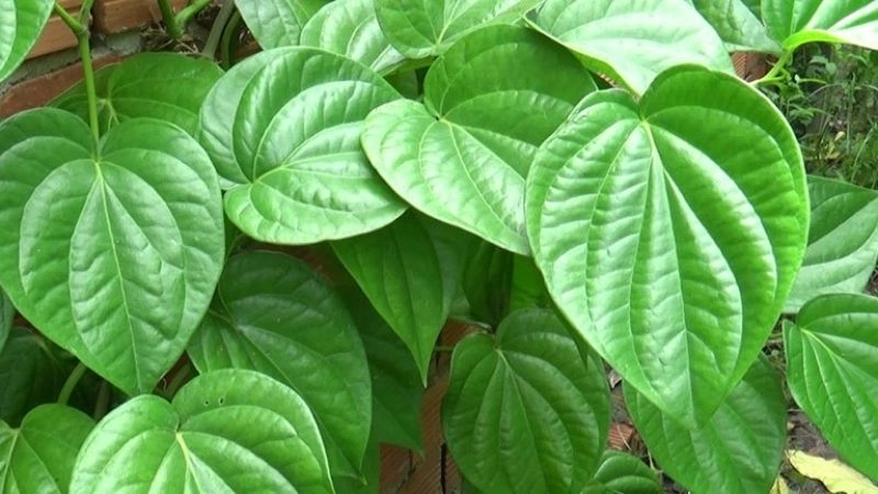 Mẹo dân gian khi đón bé về nhà giữ gìn may mắn