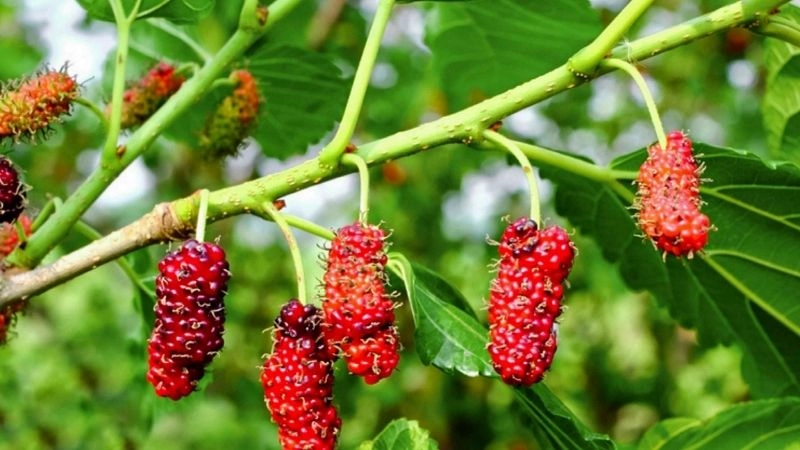 Mẹo dân gian khi đón bé về nhà giúp bé khỏe mạnh