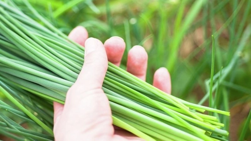 Mẹo dân gian khi bé được 3 tháng 10 ngày an toàn tự nhiên