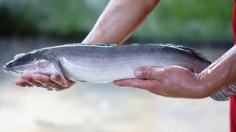 Mẹo dân gian cho trẻ nhanh biết đi từ kinh nghiệm xưa