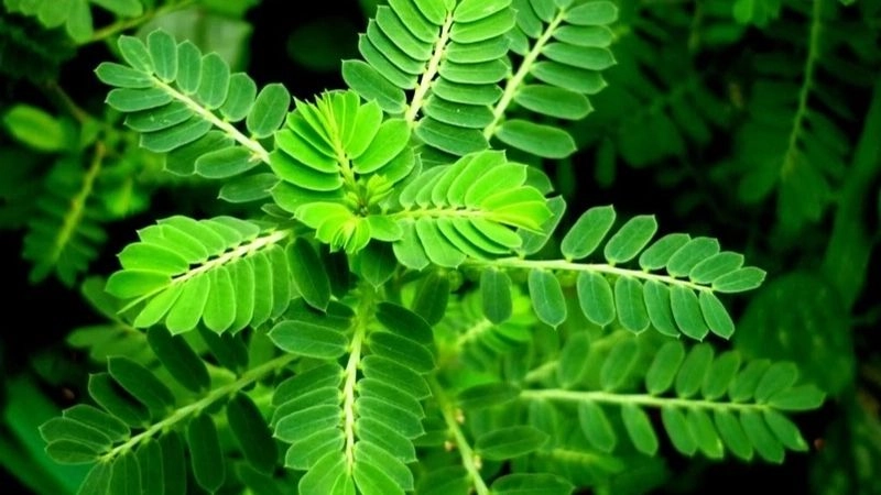 Mẹo dân gian chữa gan nhiễm mỡ từ kinh nghiệm dân gian