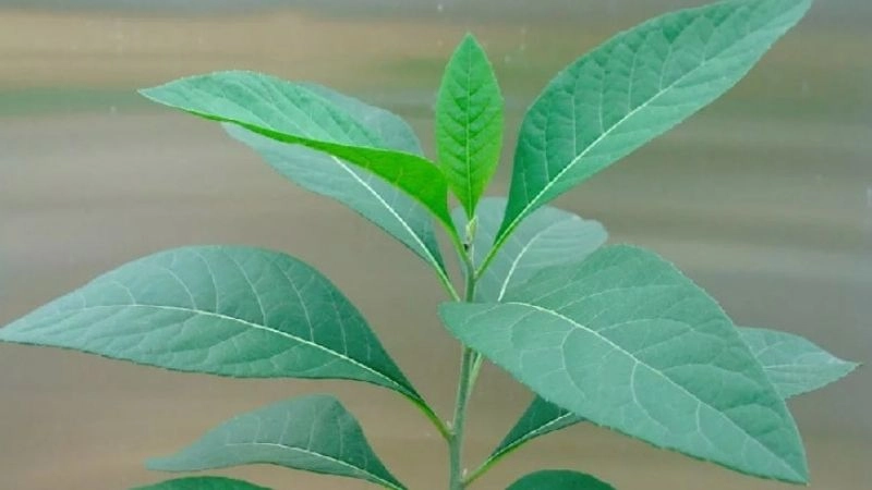 Mẹo dân gian chữa gan nhiễm mỡ được nhiều người tin dùng