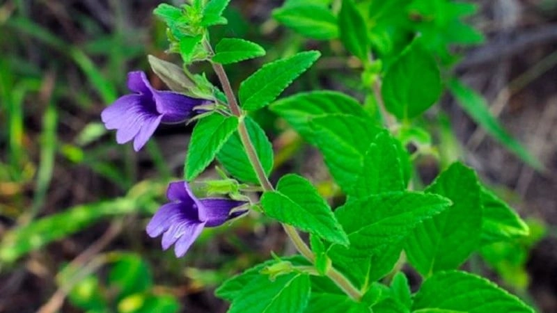 Mẹo dân gian chữa gan nhiễm mỡ an toàn hiệu quả