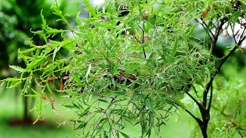 Mẹo chữa mất ngủ dân gian từ kinh nghiệm xưa
