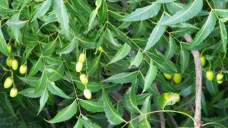 Mẹo dân gian chữa chân tay miệng an toàn hiệu quả