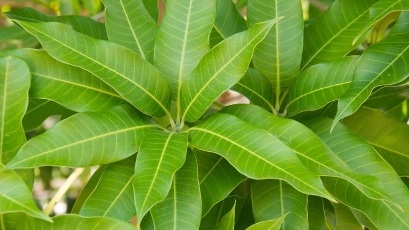 Mẹo dân gian chữa chân tay miệng dễ áp dụng tại nhà