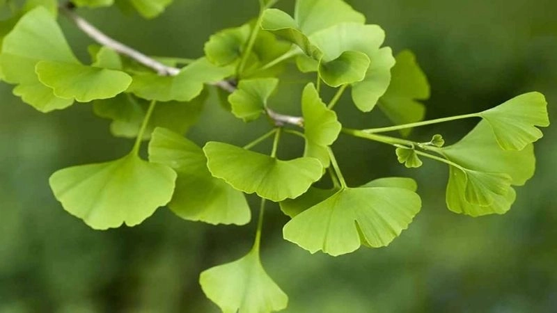 Mẹo dân gian chữa rối loạn tiền đình hiệu quả với lá bạch quả