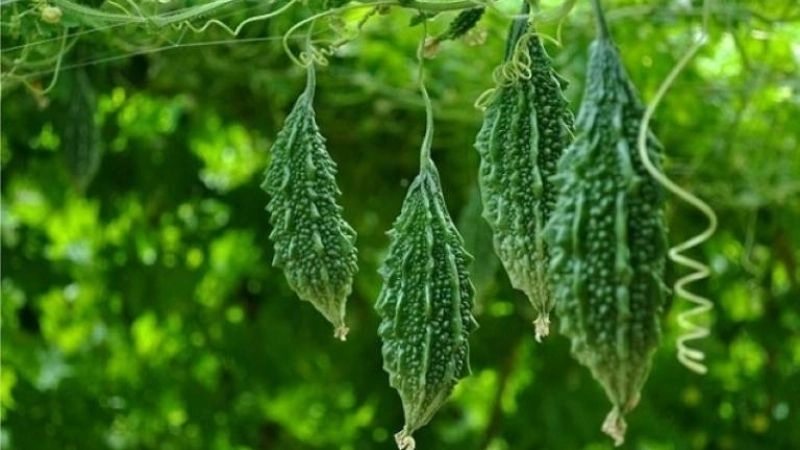 Mẹo dân gian chữa sốt phát ban từ thiên nhiên