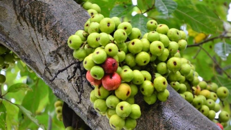 Mẹo chữa mụn cóc dân gian từ thiên nhiên