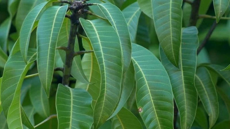 Mẹo dân gian trị hen suyễn hiệu quả
