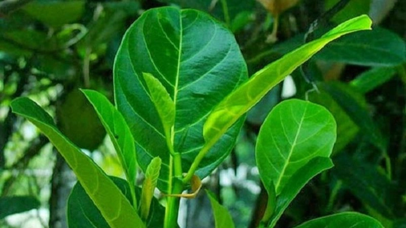 Mẹo dân gian trị hen suyễn từ thiên nhiên