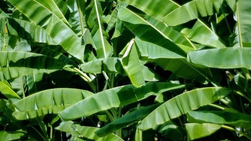 Mẹo dân gian chữa ong đốt từ thiên nhiên
