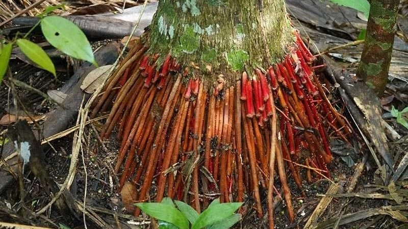 Mẹo dân gian chữa rối loạn cương dương an toàn