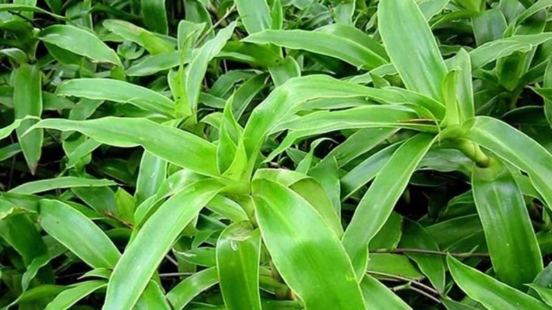 Mẹo chữa trĩ dân gian an toàn tại nhà