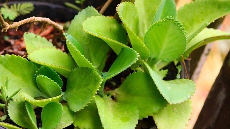 Mẹo chữa trĩ dân gian được nhiều người tin dùng
