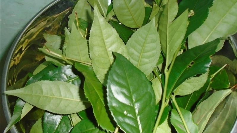 Mẹo dân gian chữa sốt mọc răng từ nguyên liệu tự nhiên
