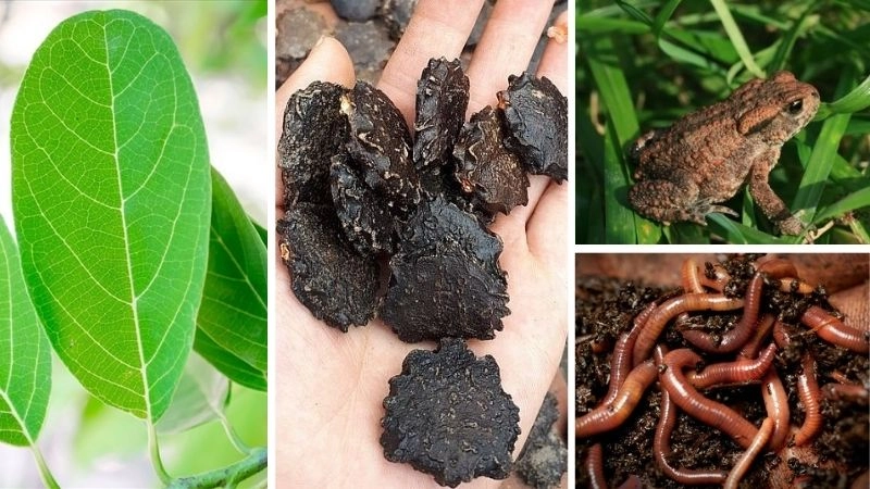 Giảm sưng quai bị nhờ mẹo dân gian hiệu nghiệm