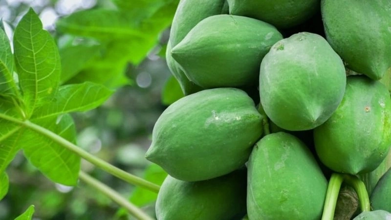 Mẹo dân gian trị sỏi niệu quản không cần phẫu thuật