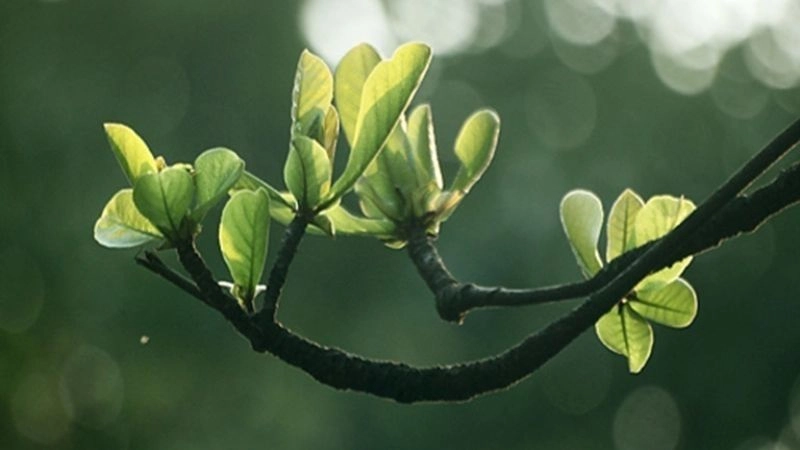 Mẹo chữa đau răng dân gian được truyền tai qua nhiều thế hệ