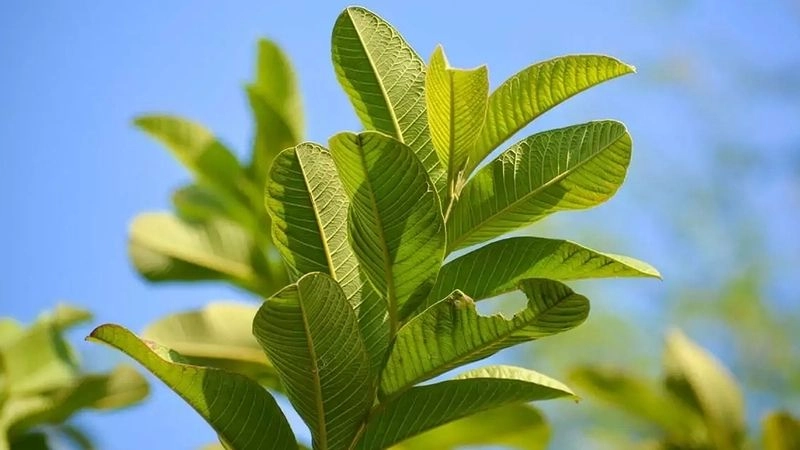 Mẹo chữa đau răng dân gian lưu truyền từ đời này sang đời khác