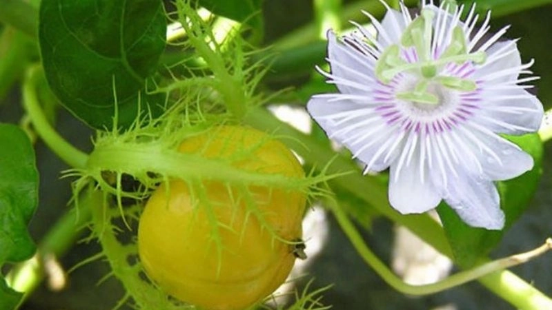 Mẹo dân gian chữa mất ngủ an toàn không dùng thuốc tây