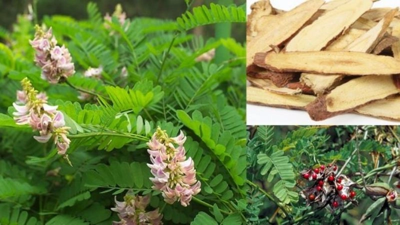 Mẹo dân gian chữa trào ngược dạ dày đơn giản