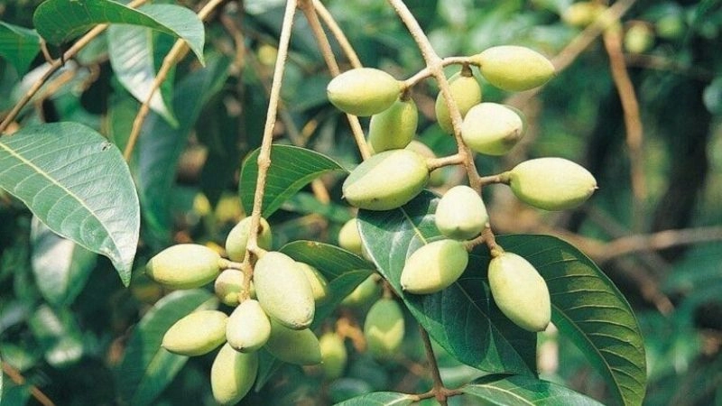 Mẹo dân gian chữa hóc xương cá tại nhà