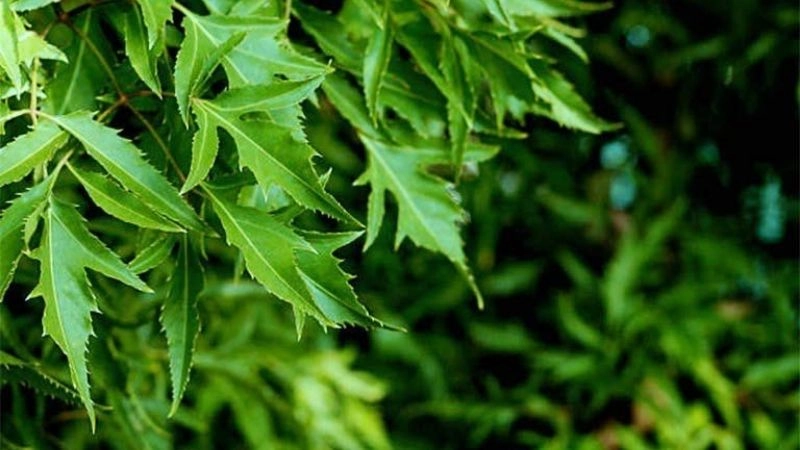 Cách chữa tắc tia sữa bằng mẹo dân gian đơn giản