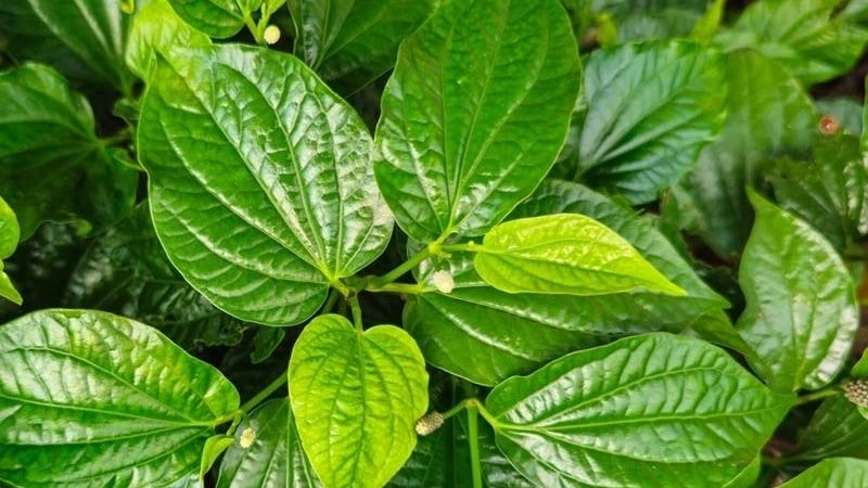 Mẹo chữa viêm xoang dân gian hiệu quả
