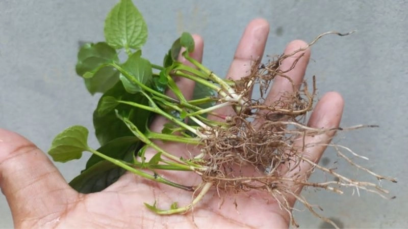 Mẹo chữa đau lưng dân gian hiệu quả