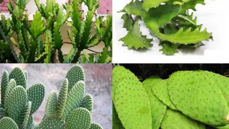 Mẹo chữa đau lưng dân gian an toàn