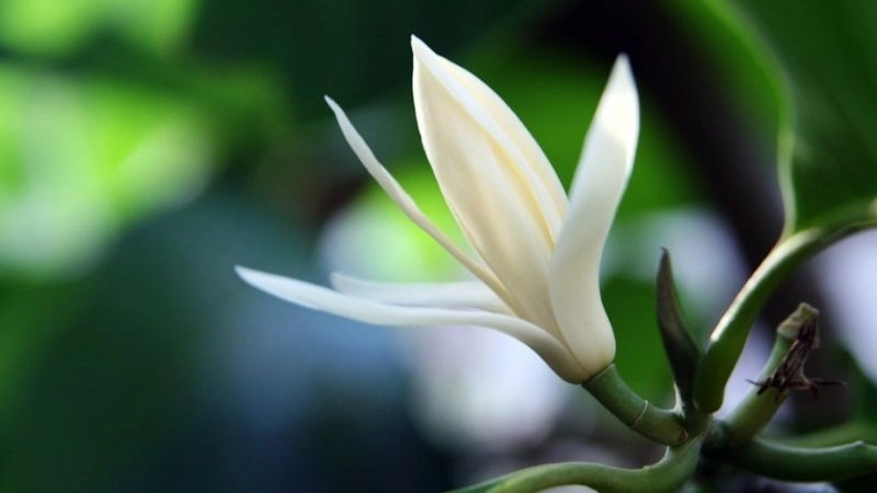 Mẹo dân gian chữa hiếm muộn hiệu quả bất ngờ