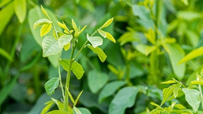 Mẹo dân gian chữa hiếm muộn từ thiên nhiên