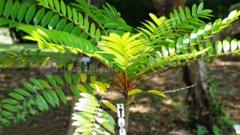 Mẹo dân gian chữa hiếm muộn đáng thử ngay