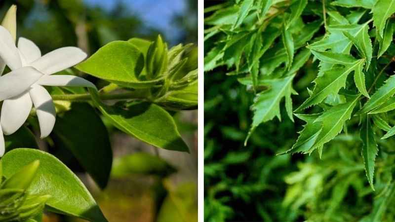 Mẹo dân gian chữa mất sữa từ thiên nhiên