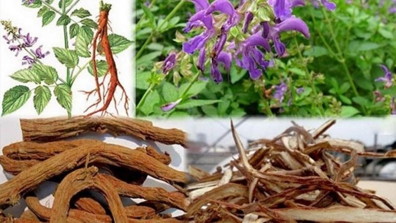 Mẹo cai rượu dân gian từ thiên nhiên