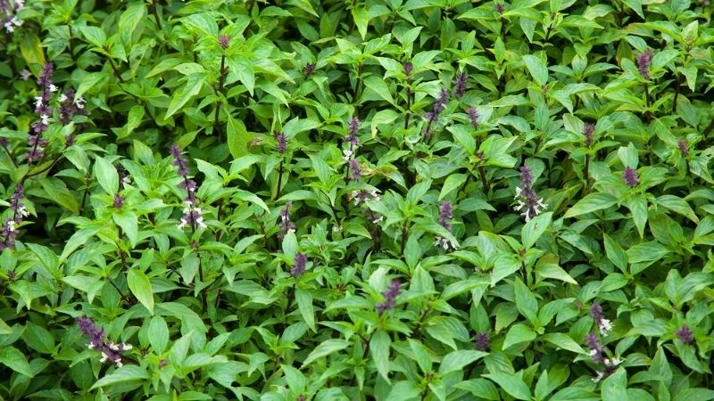 Mẹo cai rượu dân gian an toàn hiệu quả
