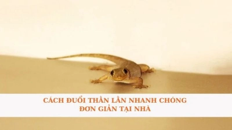 Hướng dẫn mẹo dân gian đuổi thằn lằn từ dân gian truyền lại