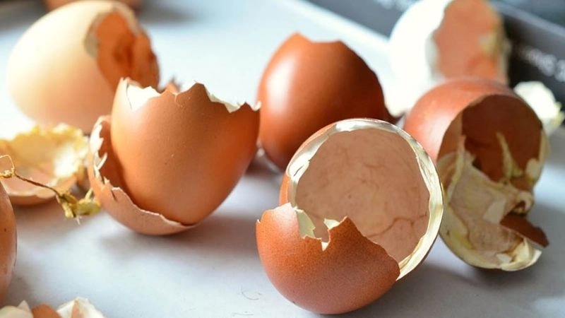 Mẹo dân gian đuổi thằn lằn hiệu quả bất ngờ