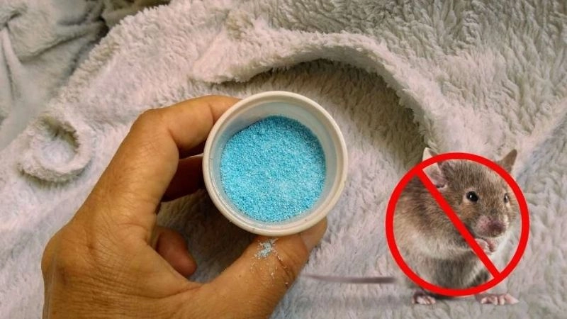 Phương pháp phòng tránh chuột hiệu quả đơn giản