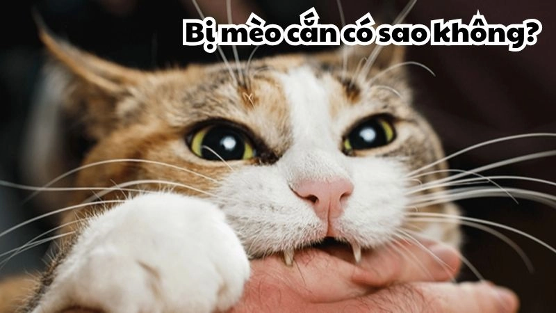 Bị mèo cắn có sao không - Dấu hiệu tiềm ẩn có thể bạn bỏ qua