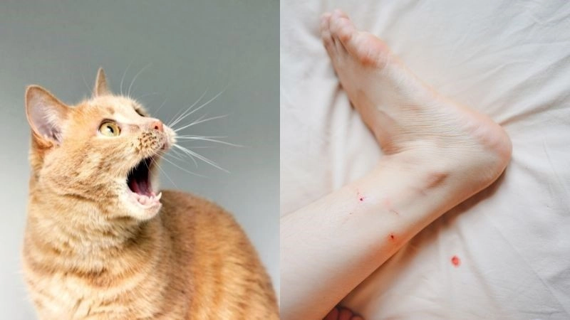 Triệu chứng khi bị mèo cắn không nên chủ quan
